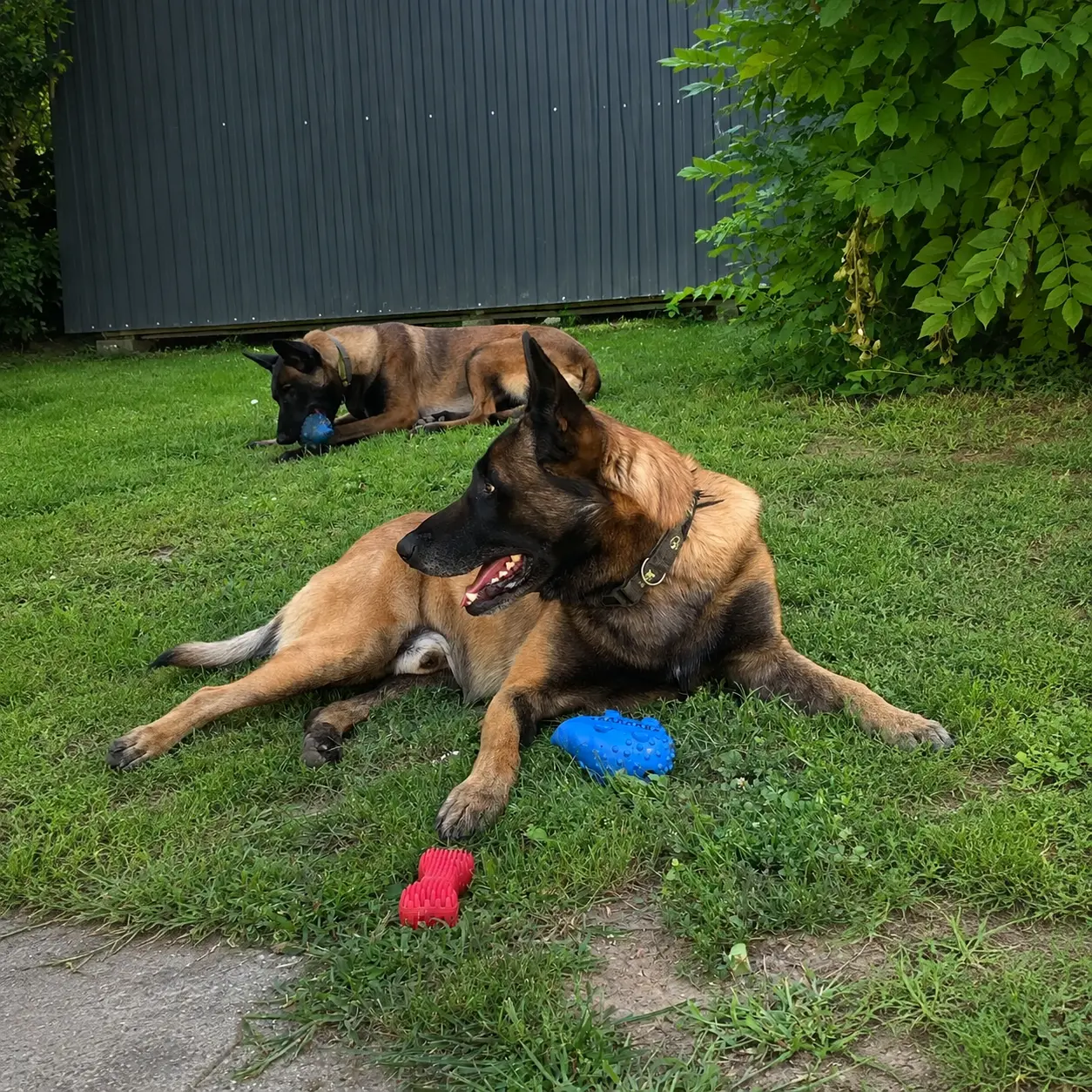 Malinois kutya játék közben